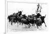 Black Bulls of Camargue and their Herder Running Through the Water, Camargue, France-Nadia Isakova-Framed Photographic Print