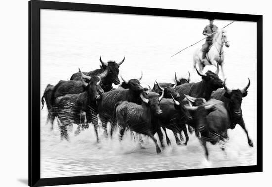 Black Bulls of Camargue and their Herder Running Through the Water, Camargue, France-Nadia Isakova-Framed Photographic Print