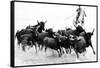 Black Bulls of Camargue and their Herder Running Through the Water, Camargue, France-Nadia Isakova-Framed Stretched Canvas