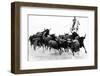 Black Bulls of Camargue and their Herder Running Through the Water, Camargue, France-Nadia Isakova-Framed Photographic Print