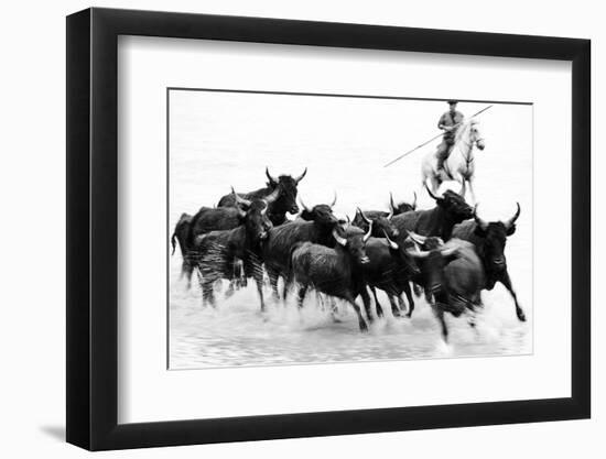 Black Bulls of Camargue and their Herder Running Through the Water, Camargue, France-Nadia Isakova-Framed Photographic Print