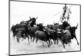 Black Bulls of Camargue and their Herder Running Through the Water, Camargue, France-Nadia Isakova-Mounted Photographic Print