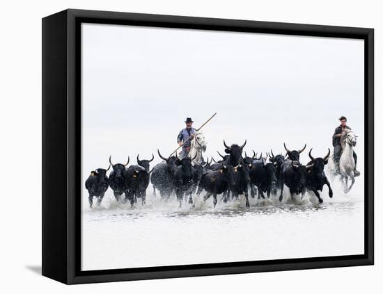 Black Bulls of Camargue and their Herders Running Through the Water, Camargue, France-Nadia Isakova-Framed Stretched Canvas