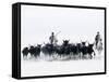 Black Bulls of Camargue and their Herders Running Through the Water, Camargue, France-Nadia Isakova-Framed Stretched Canvas
