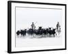 Black Bulls of Camargue and their Herders Running Through the Water, Camargue, France-Nadia Isakova-Framed Photographic Print