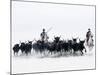 Black Bulls of Camargue and their Herders Running Through the Water, Camargue, France-Nadia Isakova-Mounted Photographic Print