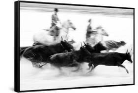 Black Bulls of Camargue and their Herders Running Through the Water, Camargue, France-Nadia Isakova-Framed Stretched Canvas