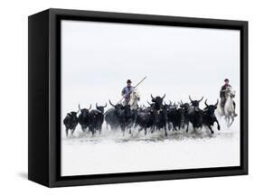 Black Bulls of Camargue and their Herders Running Through the Water, Camargue, France-Nadia Isakova-Framed Stretched Canvas