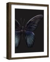 Black Butterfly on Grey-Design Fabrikken-Framed Photographic Print