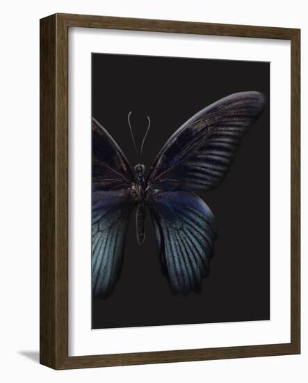 Black Butterfly on Grey-Design Fabrikken-Framed Photographic Print