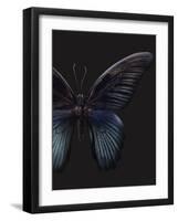 Black Butterfly on Grey-Design Fabrikken-Framed Photographic Print