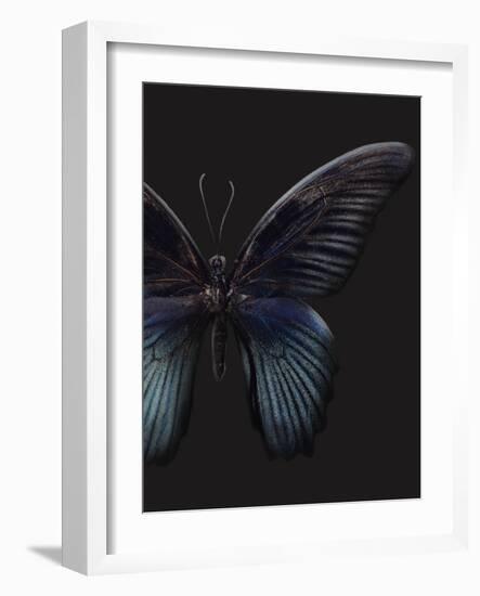 Black Butterfly on Grey-Design Fabrikken-Framed Photographic Print