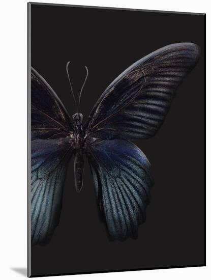 Black Butterfly on Grey-Design Fabrikken-Mounted Photographic Print