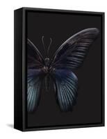 Black Butterfly on Grey-Design Fabrikken-Framed Stretched Canvas