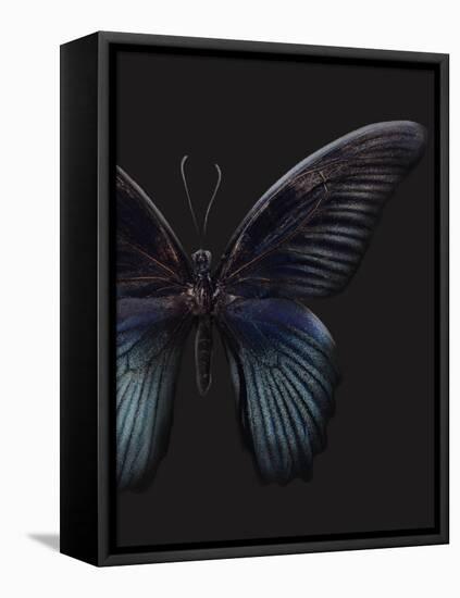 Black Butterfly on Grey-Design Fabrikken-Framed Stretched Canvas