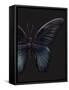 Black Butterfly on Grey-Design Fabrikken-Framed Stretched Canvas