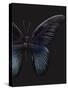 Black Butterfly on Grey-Design Fabrikken-Stretched Canvas