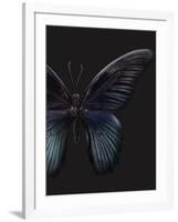 Black Butterfly on Grey-Design Fabrikken-Framed Photographic Print