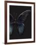 Black Butterfly on Grey-Design Fabrikken-Framed Photographic Print