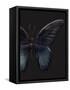 Black Butterfly on Grey-Design Fabrikken-Framed Stretched Canvas