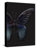 Black Butterfly on Grey-Design Fabrikken-Stretched Canvas