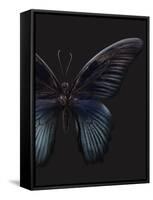 Black Butterfly on Grey-Design Fabrikken-Framed Stretched Canvas