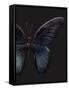 Black Butterfly on Grey-Design Fabrikken-Framed Stretched Canvas