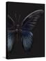 Black Butterfly on Grey-Design Fabrikken-Stretched Canvas