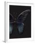 Black Butterfly on Grey-Design Fabrikken-Framed Photographic Print