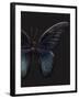 Black Butterfly on Grey-Design Fabrikken-Framed Photographic Print