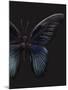 Black Butterfly on Grey-Design Fabrikken-Mounted Photographic Print
