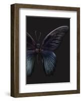 Black Butterfly on Grey-Design Fabrikken-Framed Photographic Print