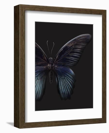 Black Butterfly on Grey-Design Fabrikken-Framed Photographic Print