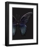 Black Butterfly on Grey-Design Fabrikken-Framed Photographic Print