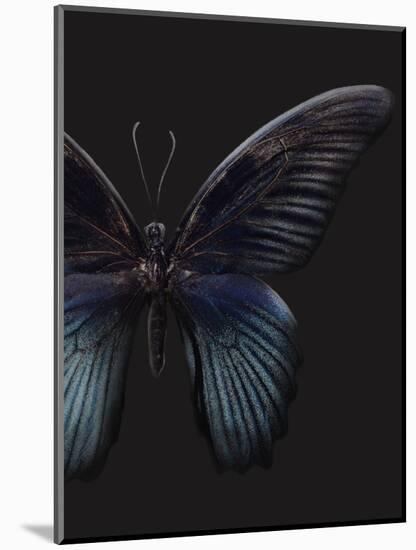Black Butterfly on Grey-Design Fabrikken-Mounted Photographic Print