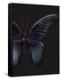 Black Butterfly on Grey-Design Fabrikken-Framed Stretched Canvas