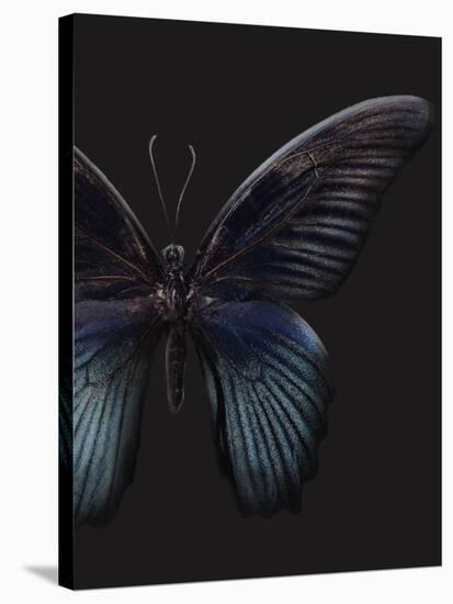 Black Butterfly on Grey-Design Fabrikken-Stretched Canvas