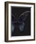 Black Butterfly on Grey-Design Fabrikken-Framed Photographic Print