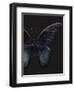 Black Butterfly on Grey-Design Fabrikken-Framed Photographic Print