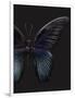 Black Butterfly on Grey-Design Fabrikken-Framed Photographic Print