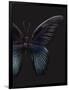 Black Butterfly on Grey-Design Fabrikken-Framed Photographic Print