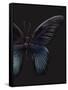 Black Butterfly on Grey-Design Fabrikken-Framed Stretched Canvas