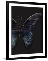 Black Butterfly on Grey-Design Fabrikken-Framed Premium Photographic Print