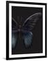 Black Butterfly on Grey-Design Fabrikken-Framed Premium Photographic Print