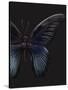 Black Butterfly on Grey-Design Fabrikken-Stretched Canvas