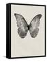 Black Butterfly on Tan-Design Fabrikken-Framed Stretched Canvas
