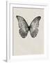 Black Butterfly on Tan-Design Fabrikken-Framed Photographic Print