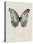 Black Butterfly on Tan-Design Fabrikken-Stretched Canvas