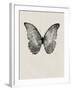 Black Butterfly on Tan-Design Fabrikken-Framed Premium Photographic Print