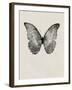 Black Butterfly on Tan-Design Fabrikken-Framed Premium Photographic Print